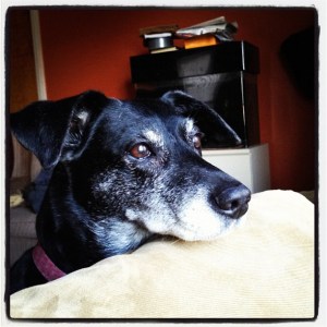 Lexie, showing her gray.