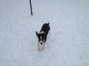 Charlie romps in the snow.