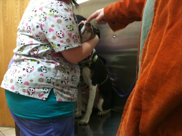 Matt distracts Charlie as a tech readies to give him a shot.