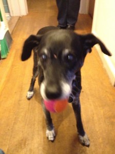 Lex STILL has a ball!