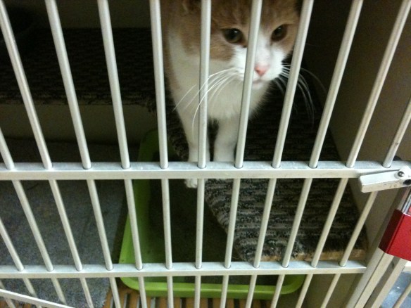 This is not Cheddar. Angry Eyebrows took him away before we could snap a pic. This is a different ginger cat I spotted at another adoption fair. Super cute. I visited him twice.