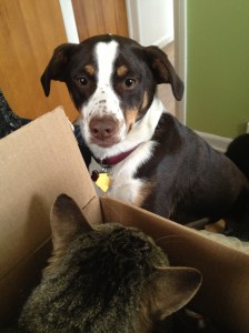 Cora greets a curious Charlie from the safety of a box.